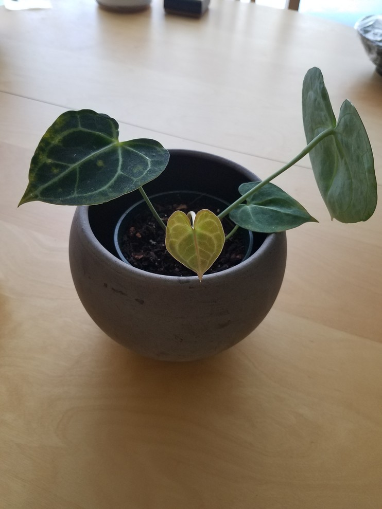 Sick Anthurium Clarinervium? | Houzz Forum