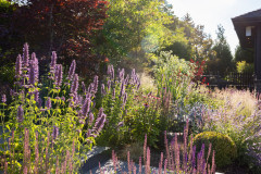 Got Frost-Damaged Plants? How It Happens, and When and How to Prune