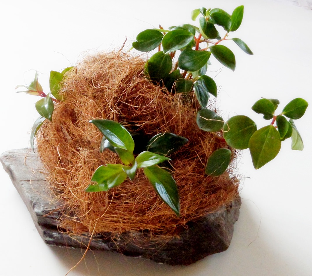 Стабилизированный мох