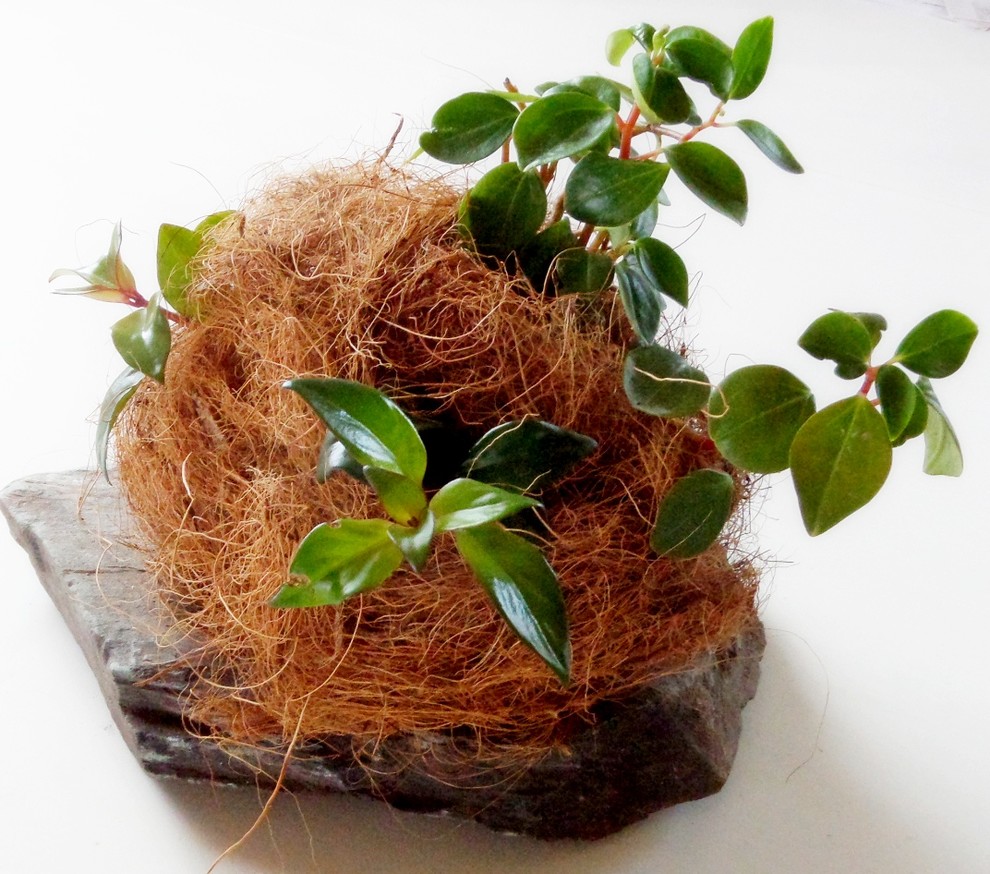 Стабилизированный мох