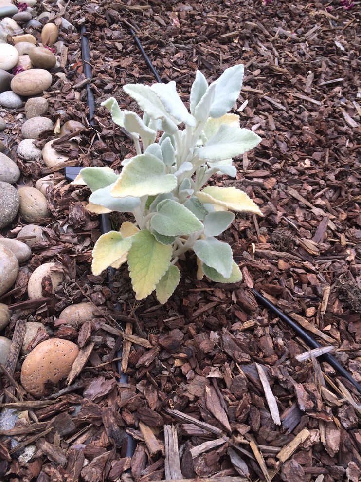 Silver sage leaves yellowing