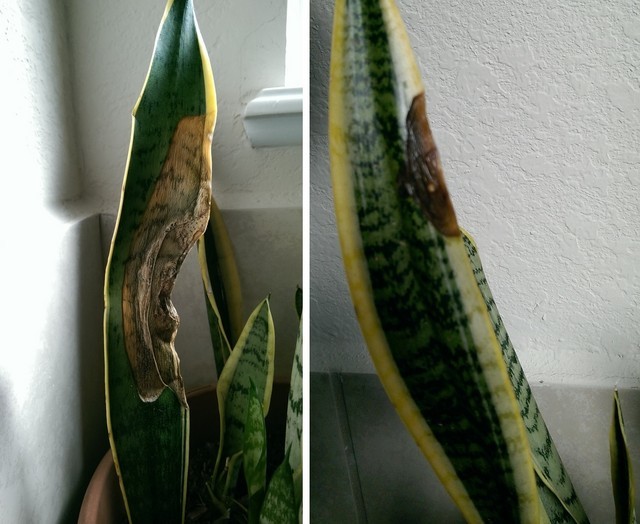 Signs snake plant 3