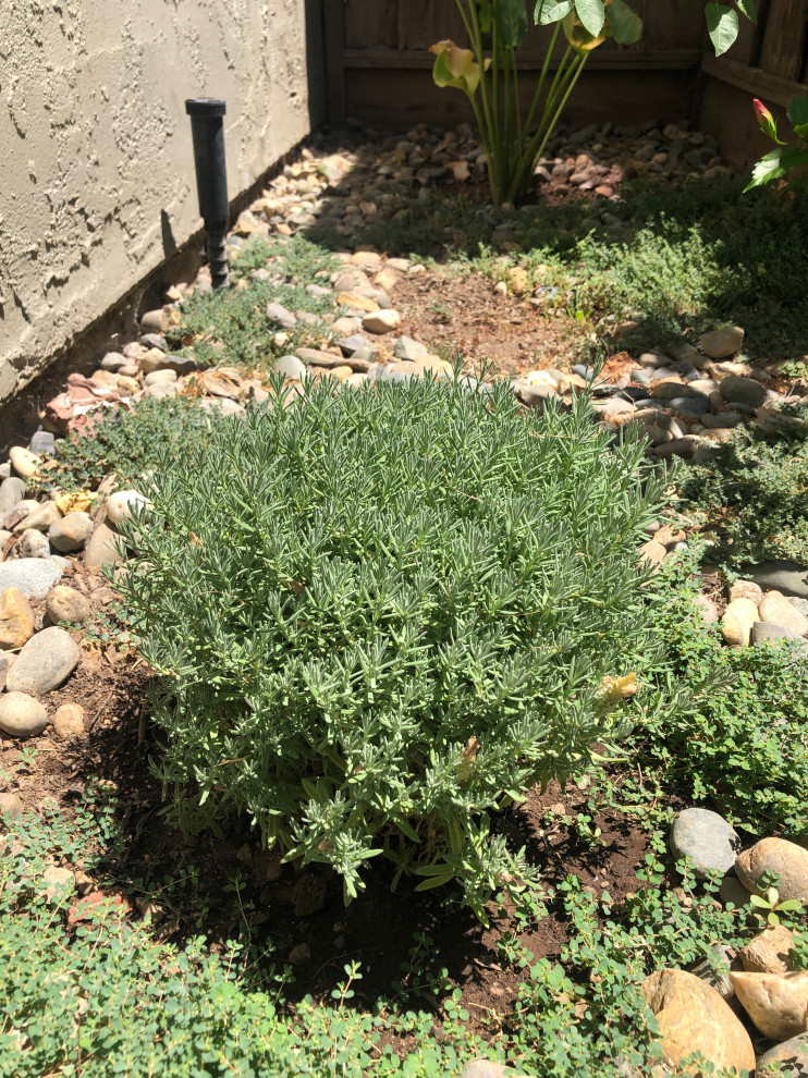 Lavender doesn’t bloom