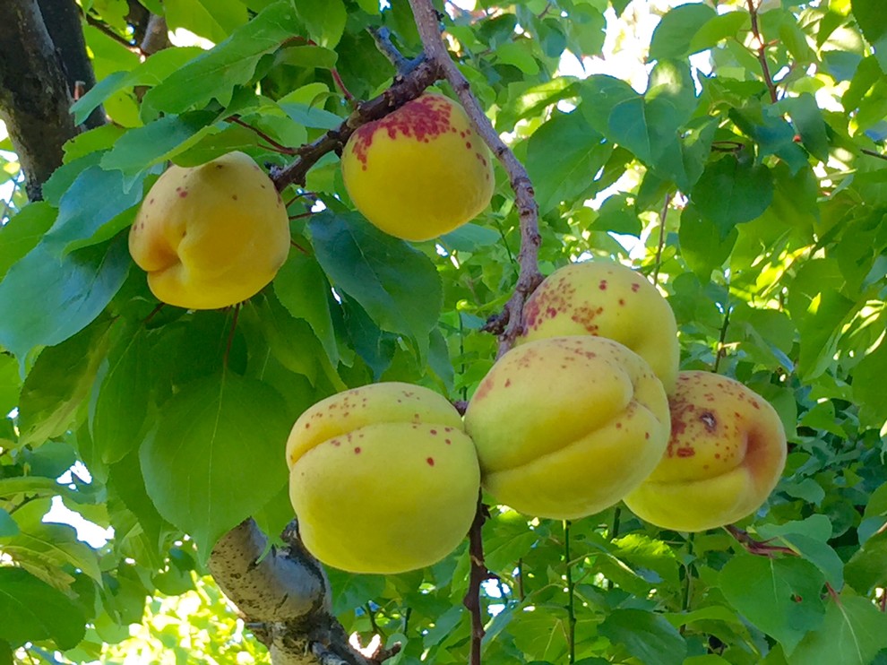 Canning apricots with rust spots on skin