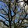 laurence_bondois