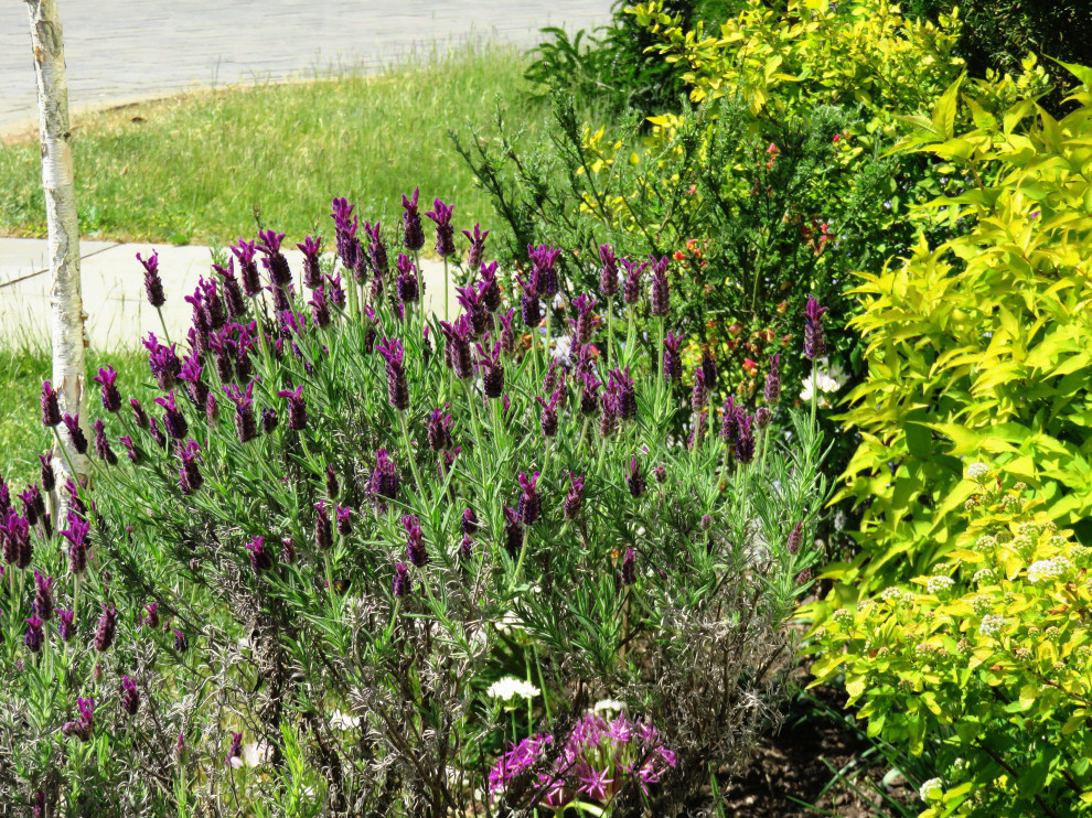 Front Garden, Essex