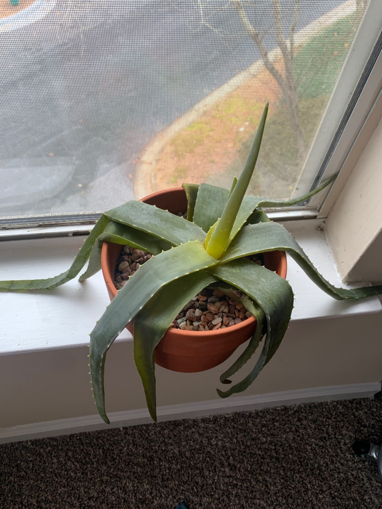 aloe plant limp??