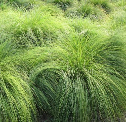 Native plants