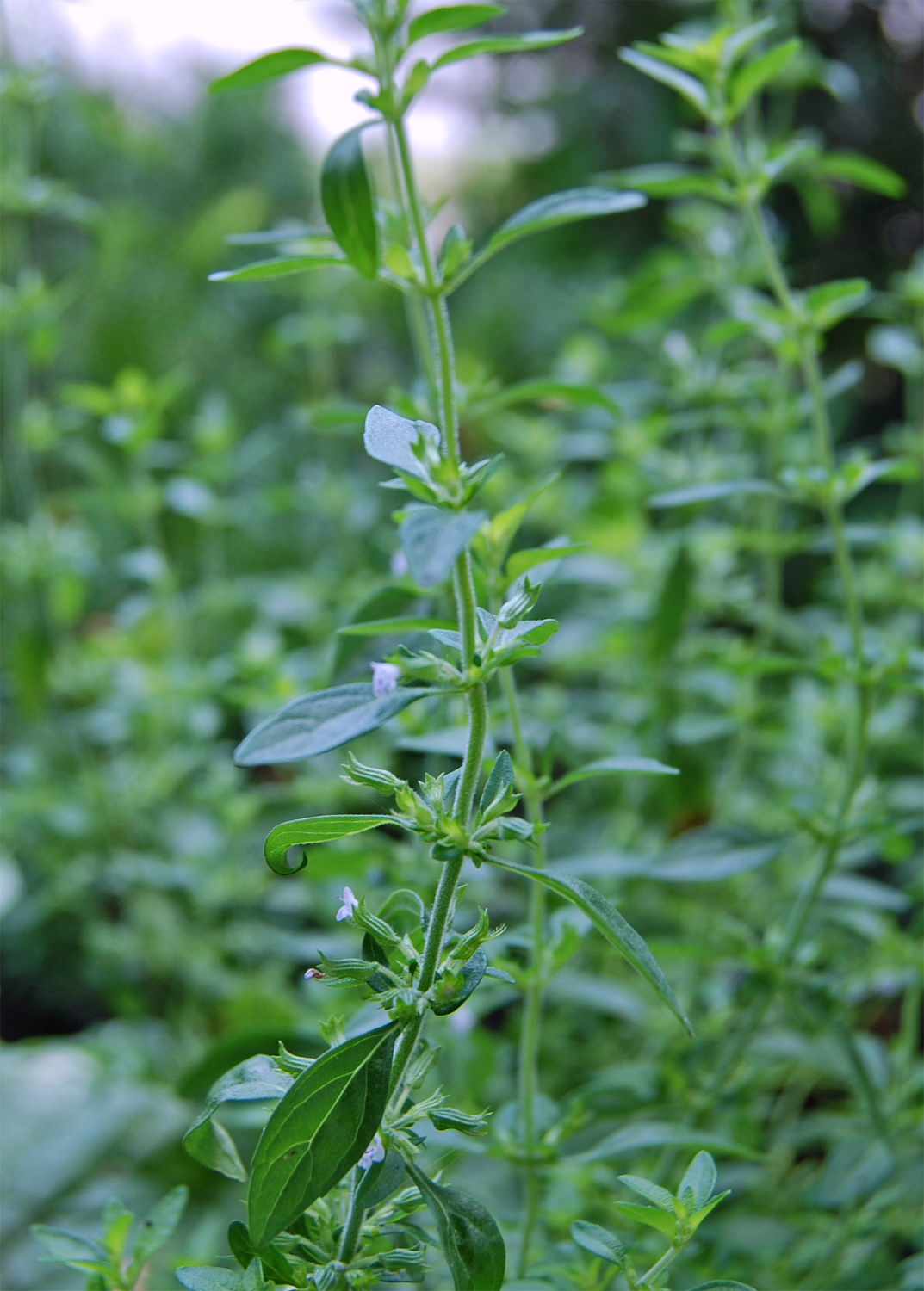 American False Pennyroyal Packs a Minty Punch