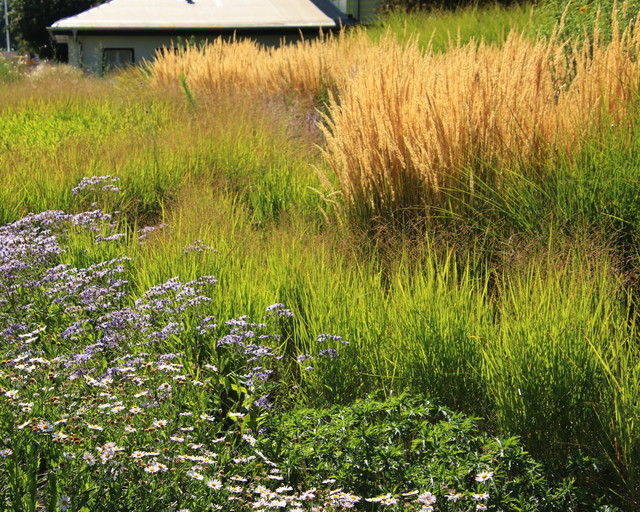 Gräsergarten ega Erfurt natürliche Farbtöne Modern Garten von