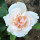 Last commented by Sarah zone 6b MO