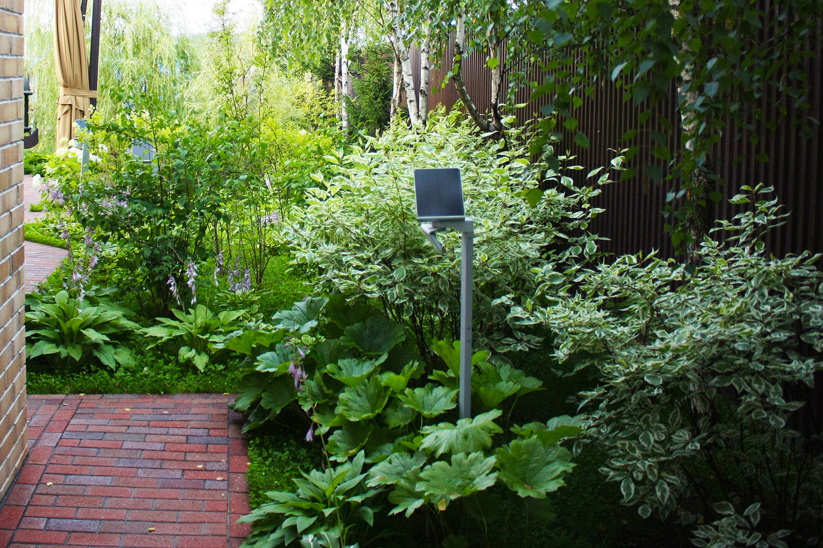 Дерен белый Elegantissima на узком участке 6 соток.