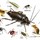 Sniper Termite and Pest control