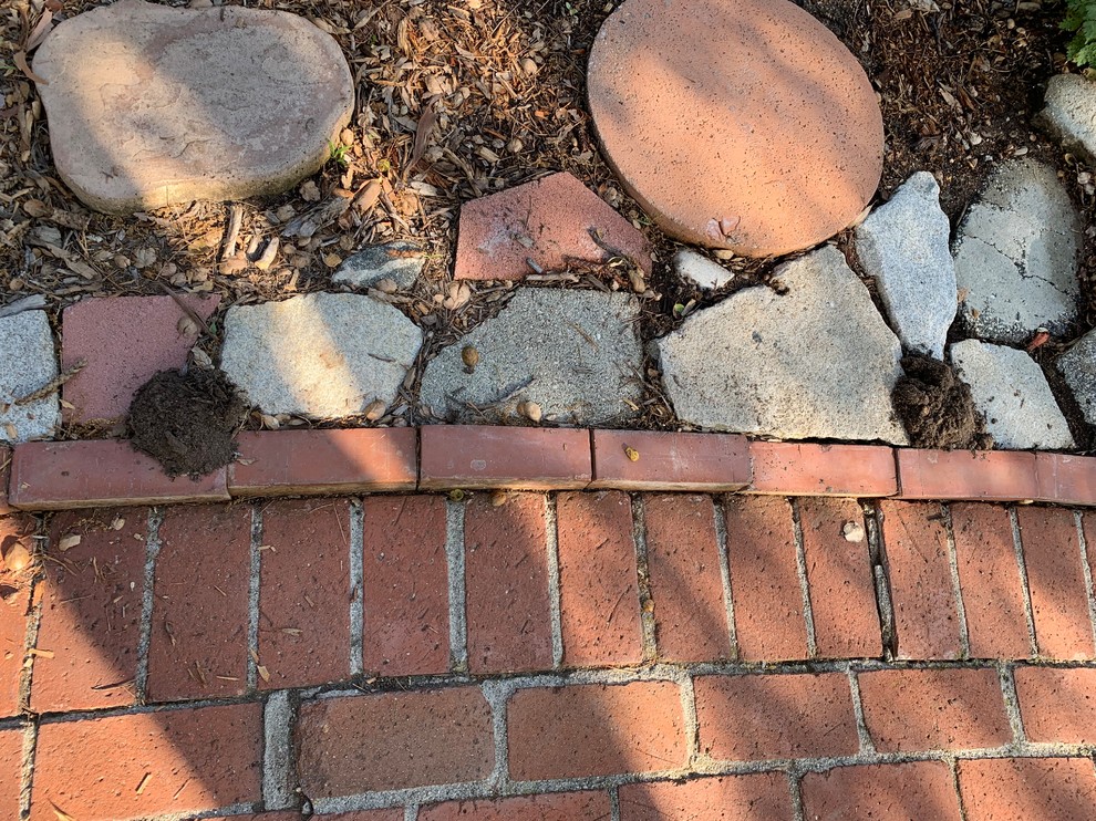 Odd little piles of dirt have appeared in my yard