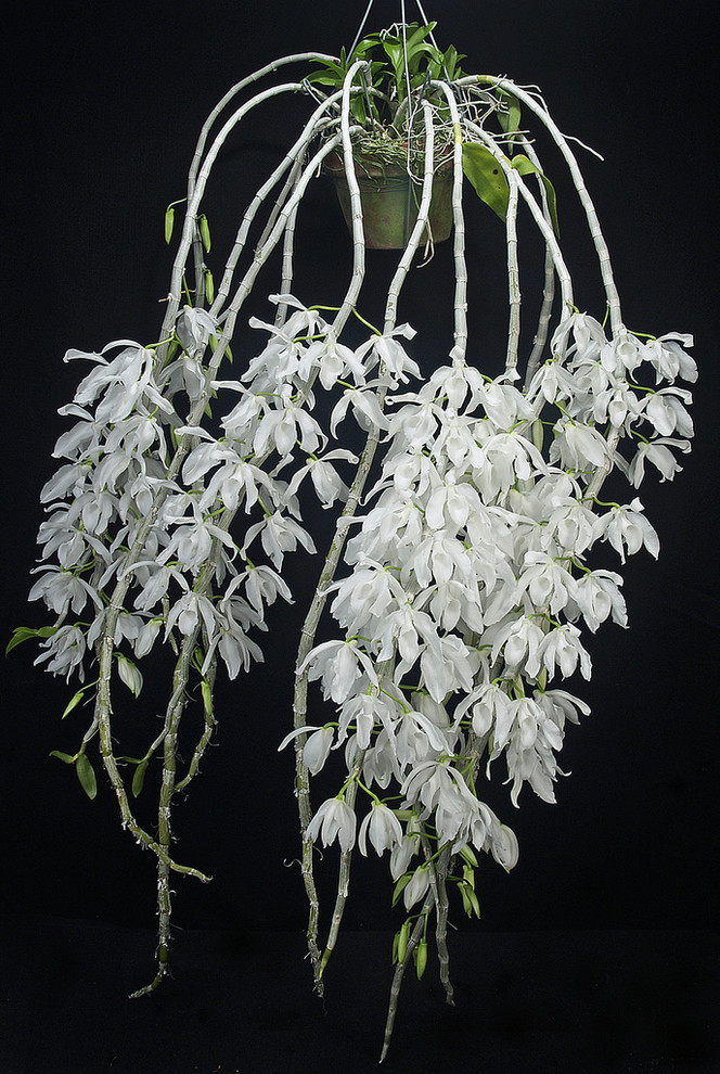 Dendrobium anosmum sale