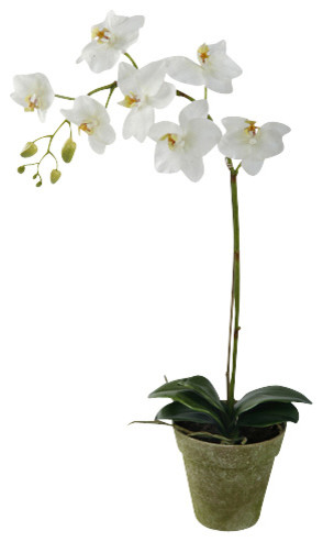 Phalaenopsis Orchid in Pot, 22", White