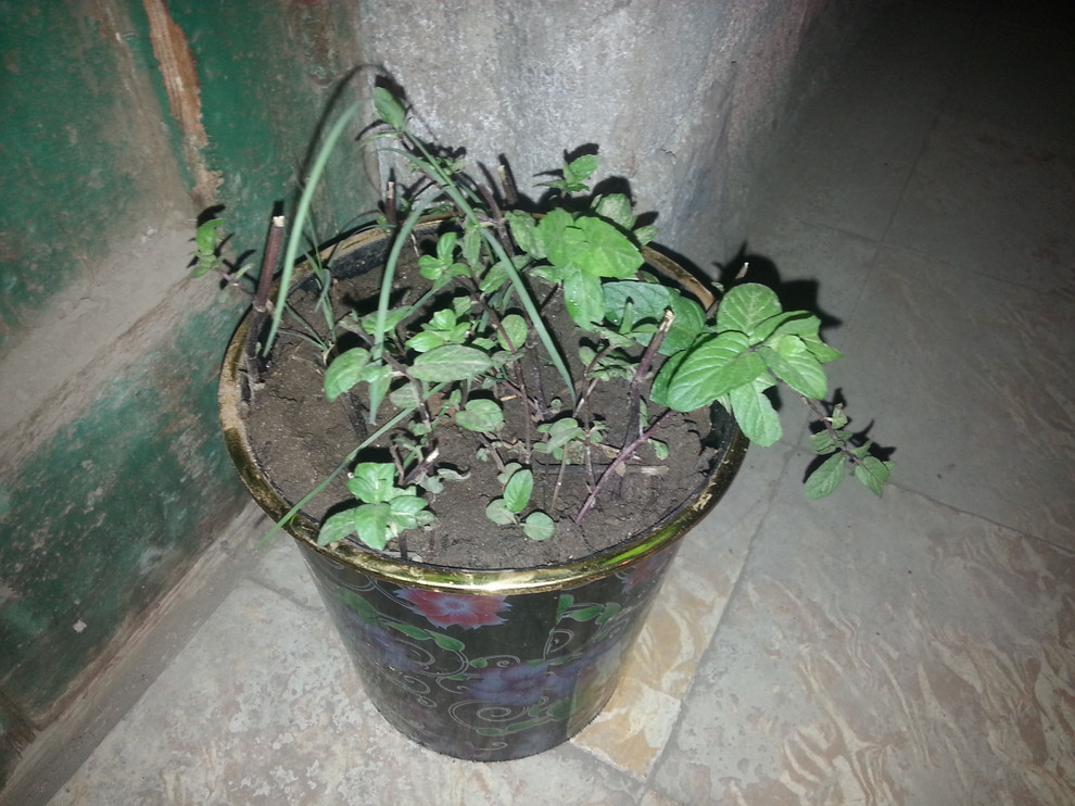 My Mint plant is dying