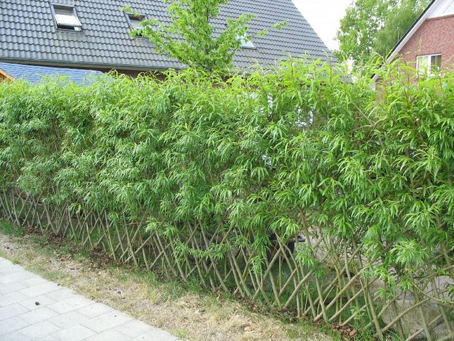 Gartengestaltung garden