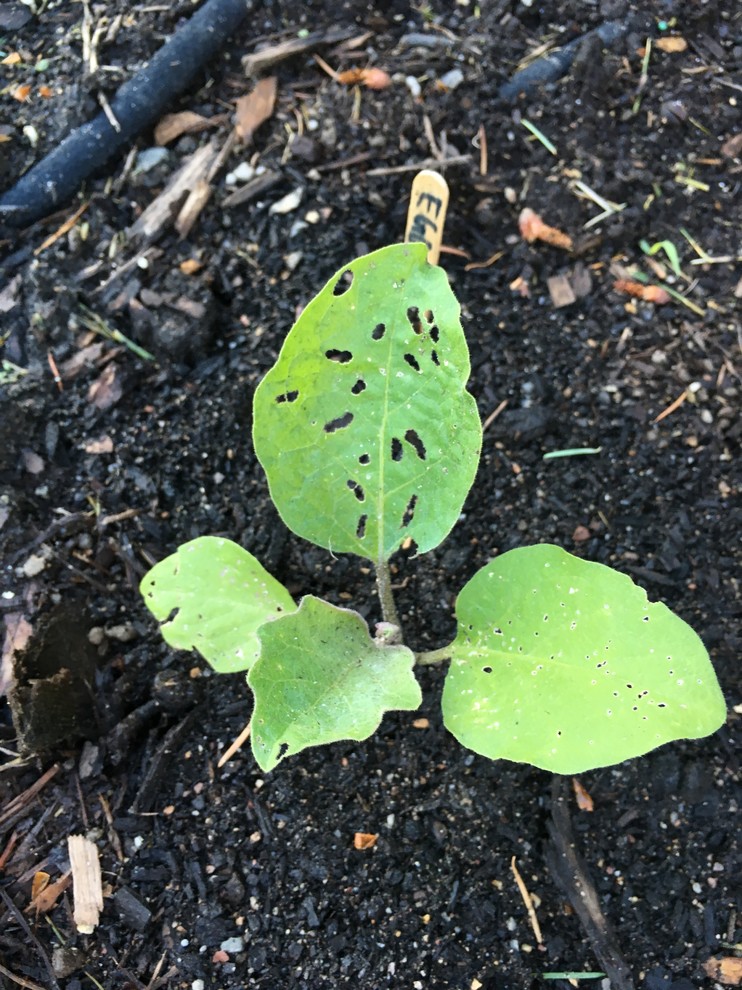 Holes all over leaves of eggplant?