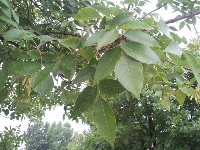 is this Ash tree?