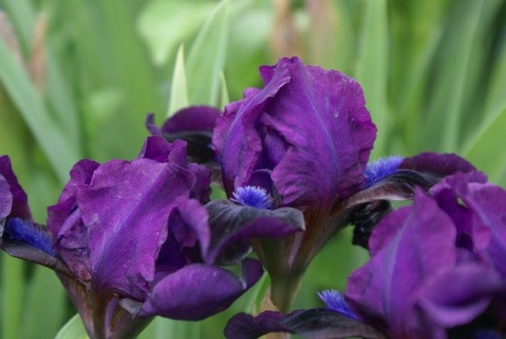 Spring Bulbs