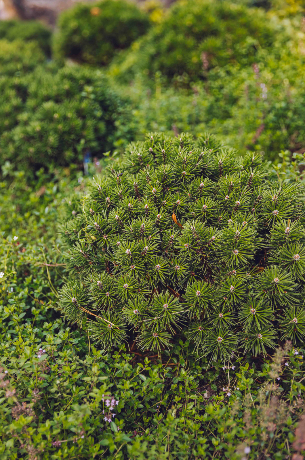 Архитектурное Решение в Пейзажном Стиле