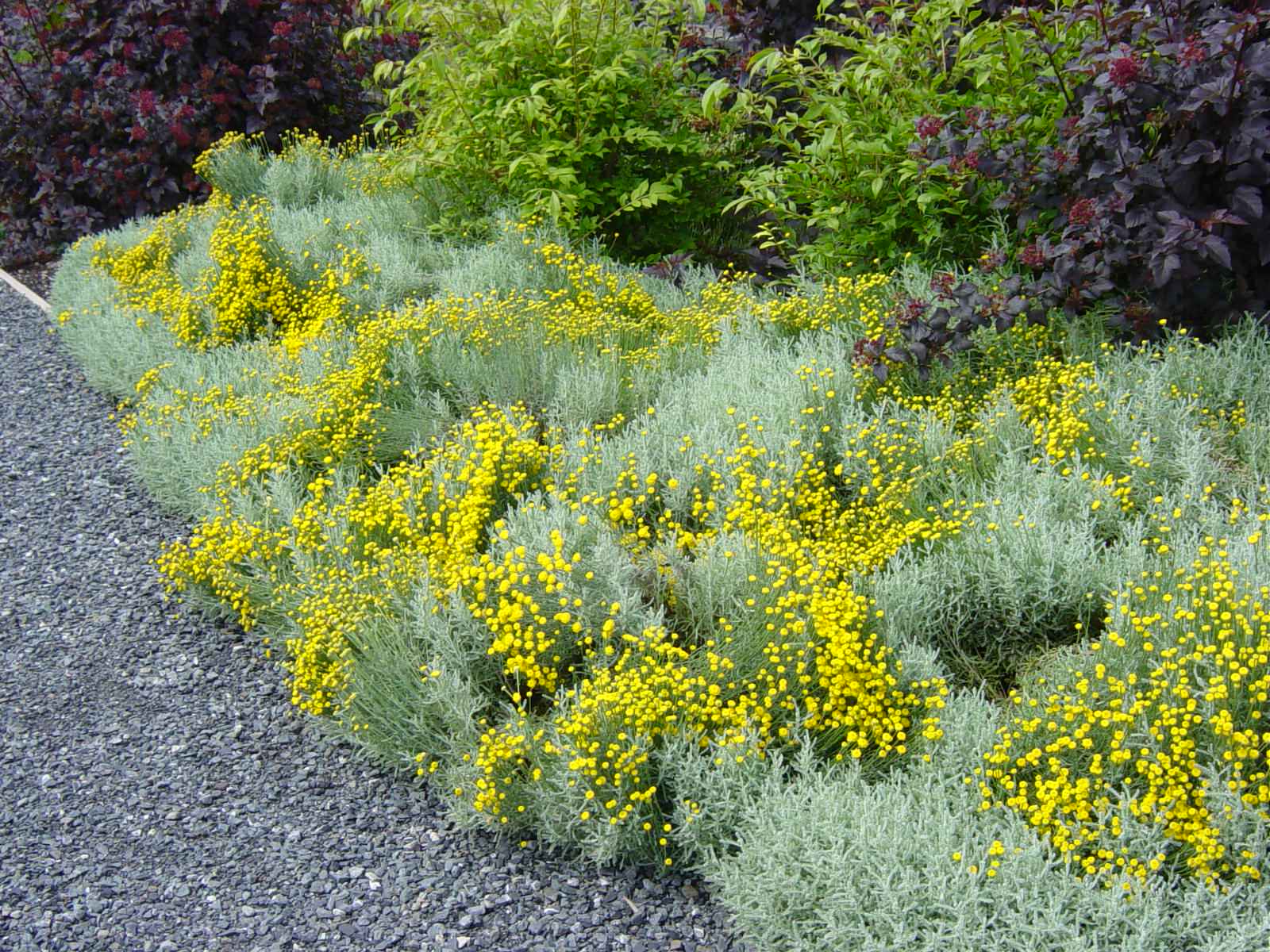 Great Design Plant: Lavender Cotton