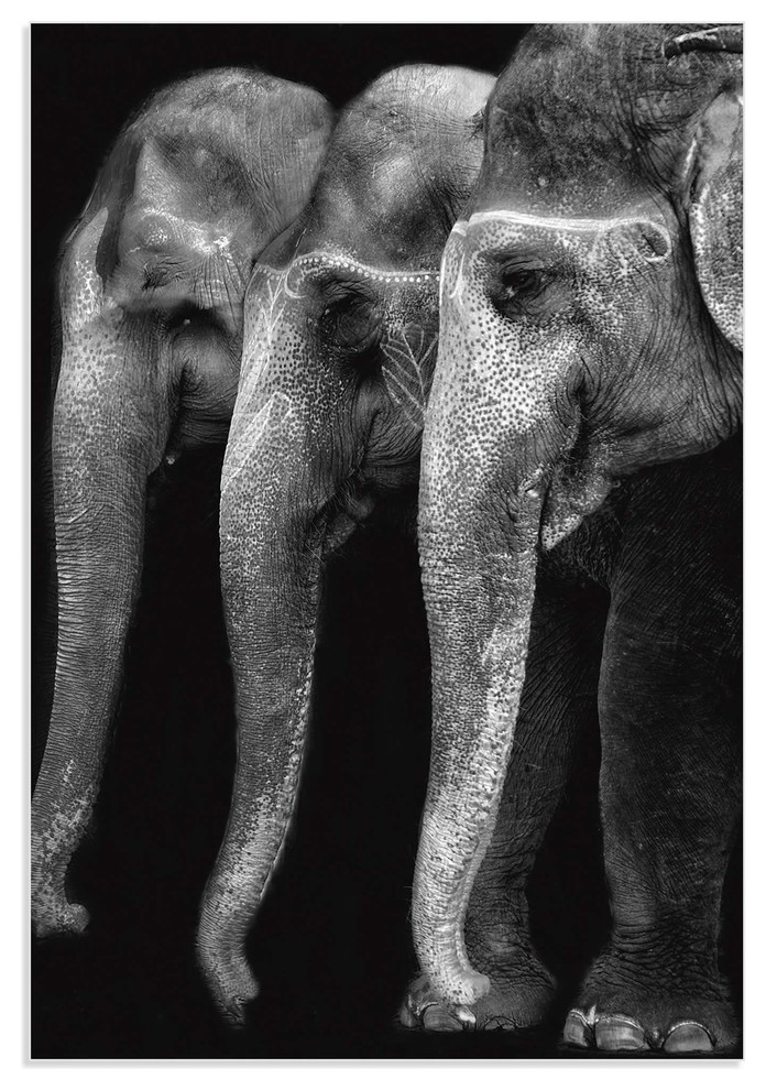 Elephant Wall Art 'Great Elephants', Indian Elephant Decor on Metal or