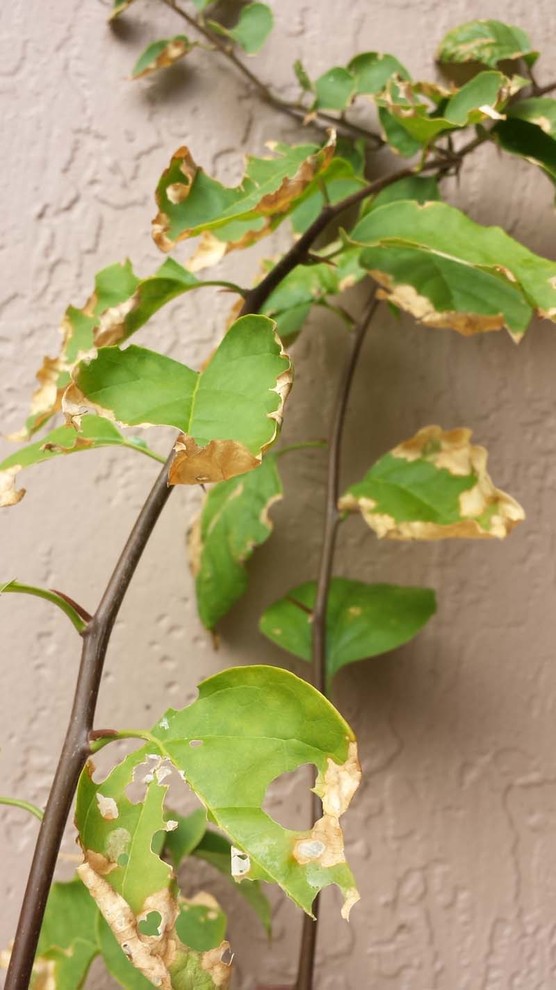 Bougainvillea Blight