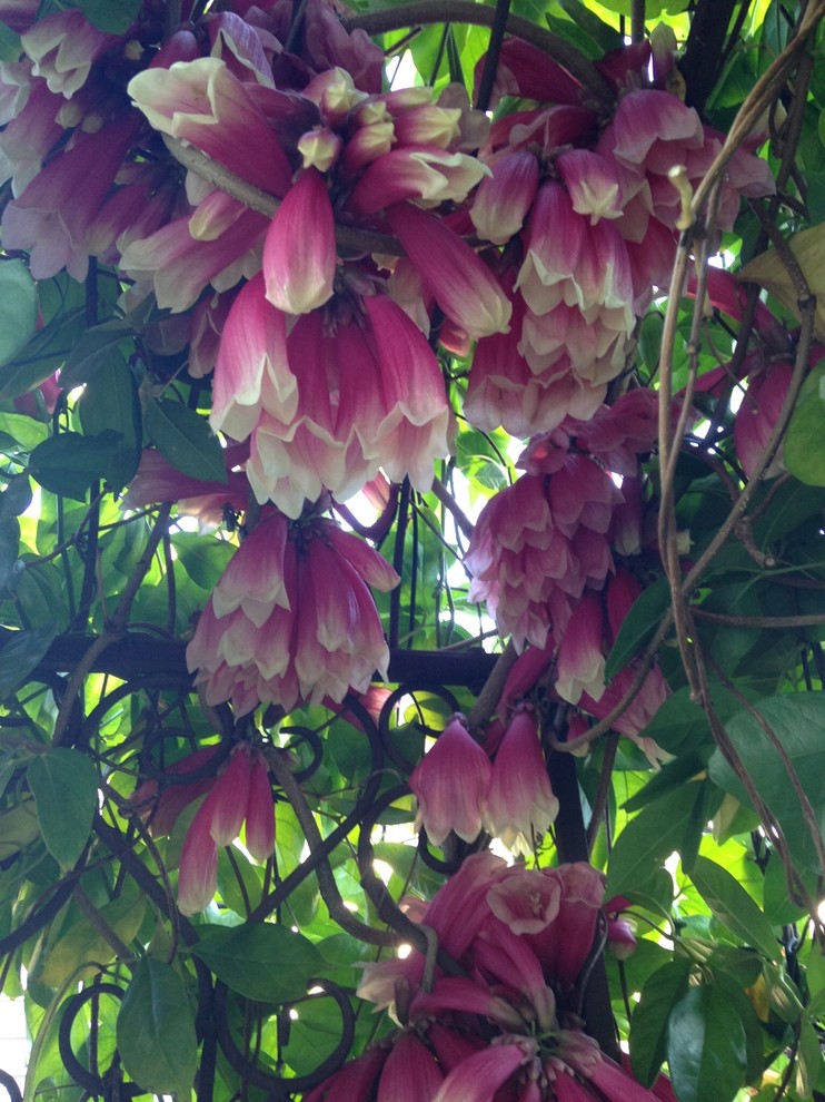 5 Favourite Climbers for a Pergola Houzz NZ