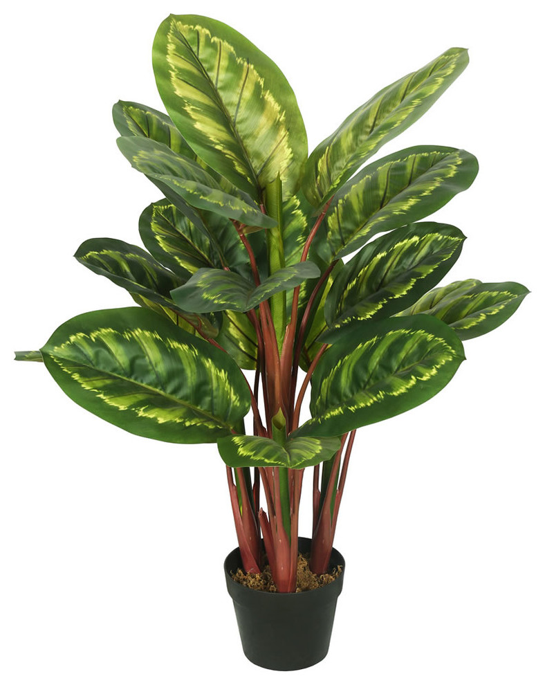 Vickerman 36" Peacock Plant With Pot, Green/Brown