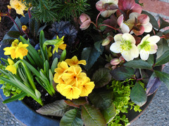9 Beautiful Early Spring Container Gardens