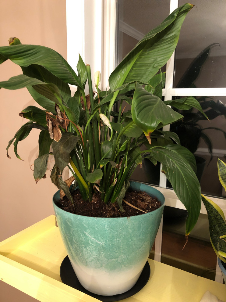 philodendron mamei Philodendron mamei – Silver-Mottled Creeping Philodendron main image 1