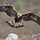 painterly_42