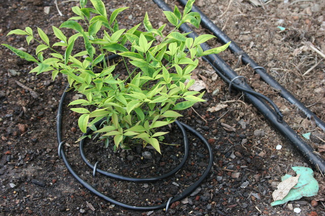 Удаление сухих и поврежденных корней