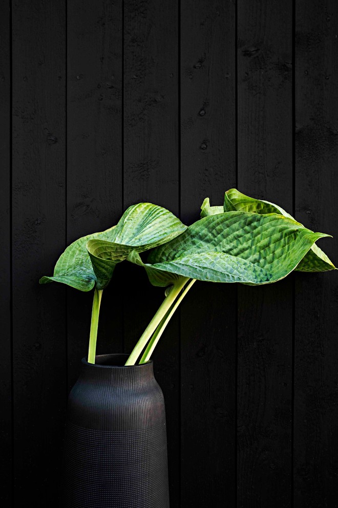 Idee per un giardino formale minimalista esposto a mezz'ombra di medie dimensioni e dietro casa in estate con un giardino in vaso