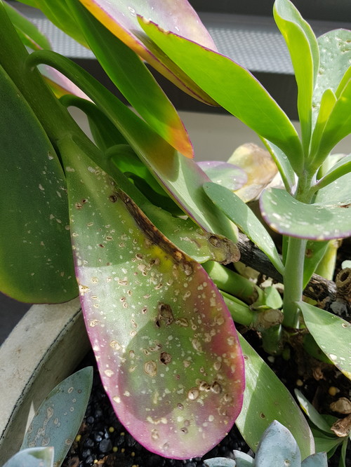 What's eating my succulents?