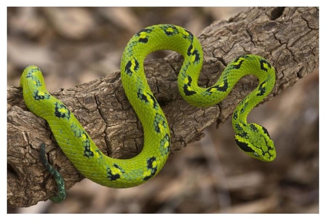 Yellow Blotched Palm Pitviper Native To Southern Mexico And