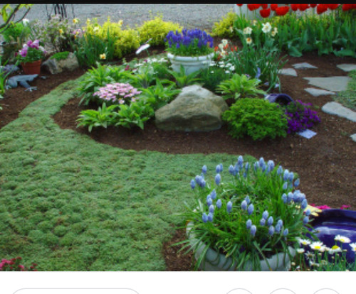 Creepinglemontyme Vs Gr Creeping Lemon Thyme To Replace