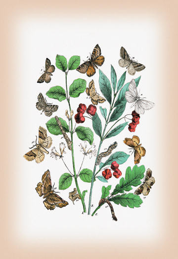 Moths: Pericallia Syringaria Therapis Evonymaria et al. 12x18 Giclee on canvas