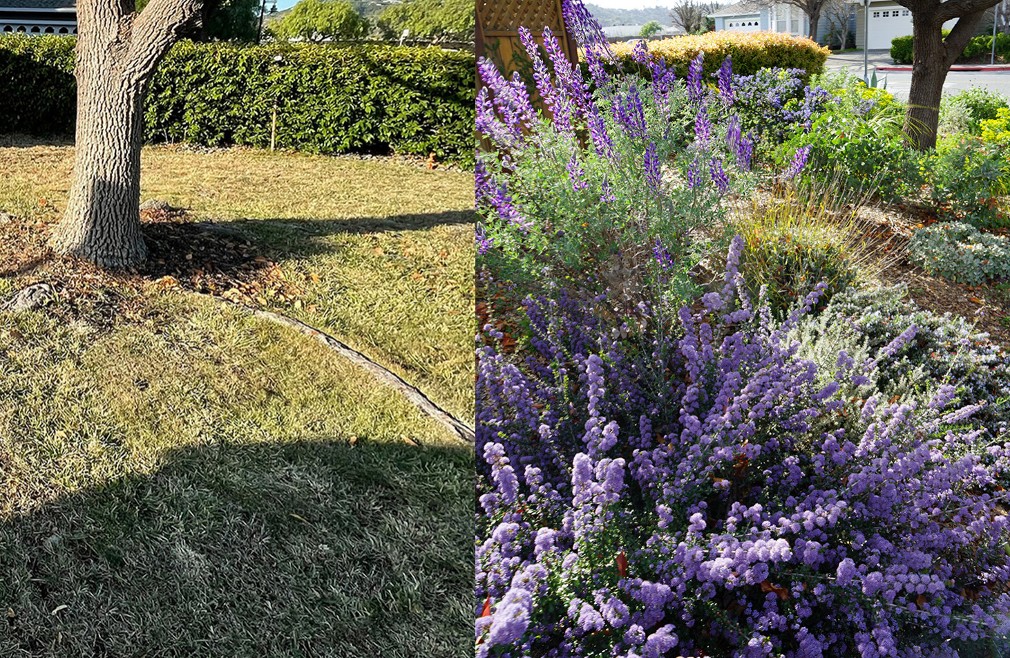 Lawn conversion - before and after