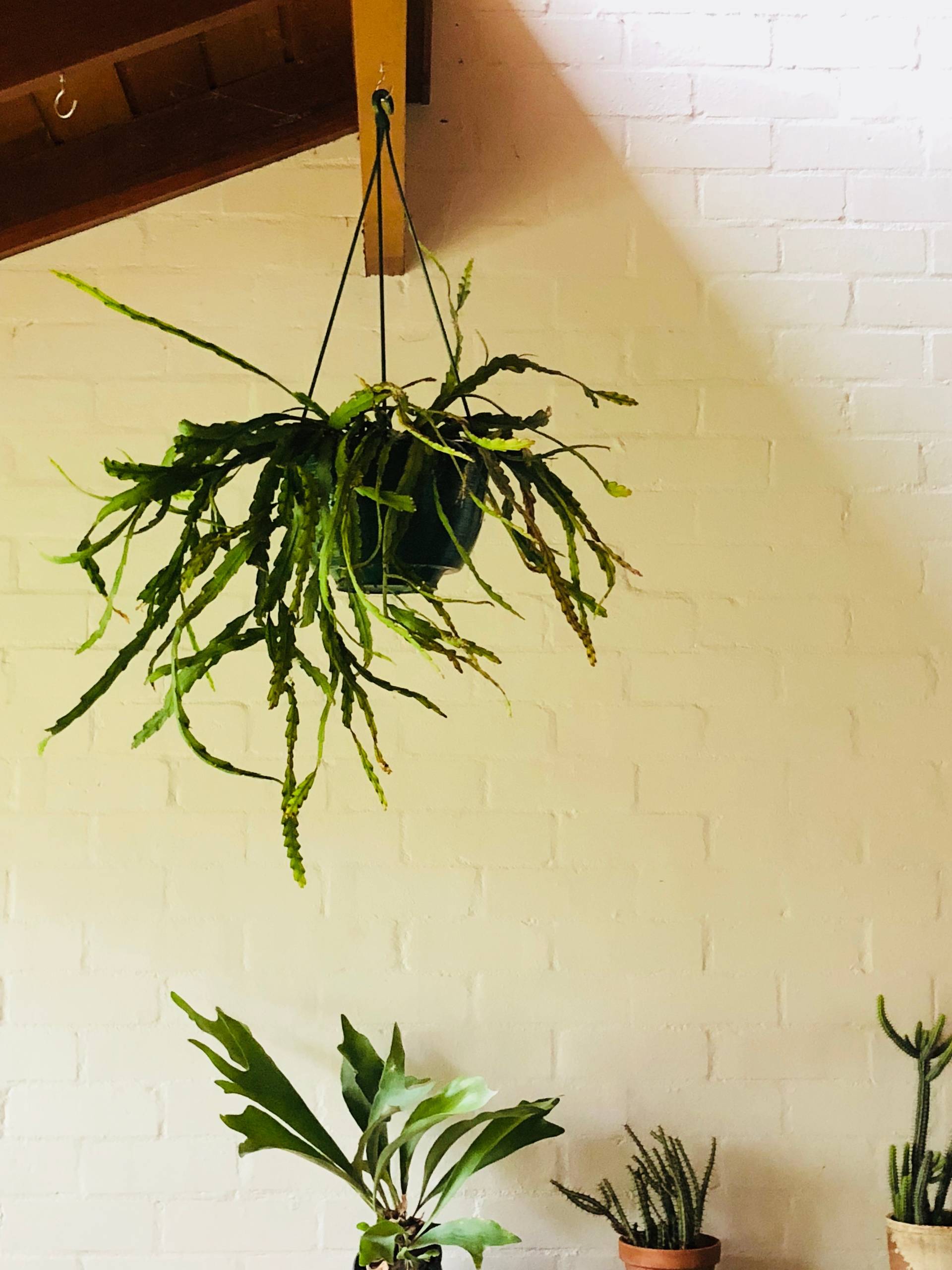 See How to Grow and Care for Fun and Funky Rhipsalis