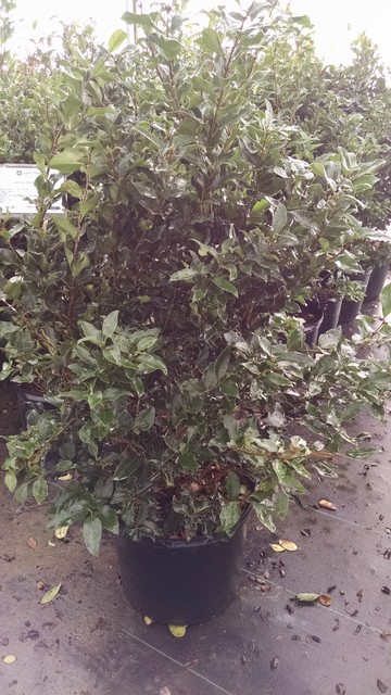 Shrubs 