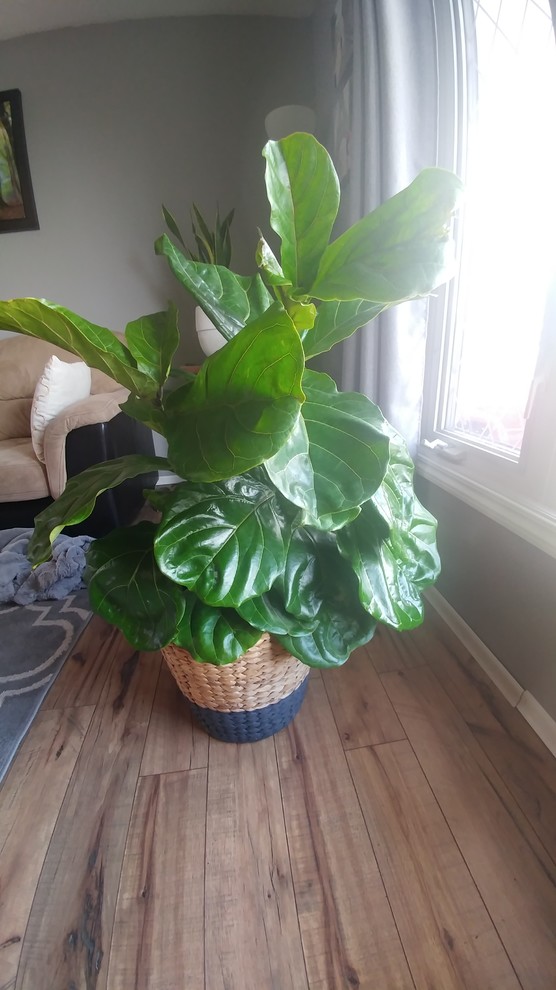 Fiddle leaf fig drooping leaves
