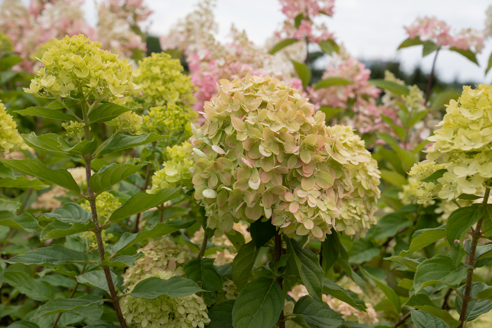 Гортензии для сада премиум-класса