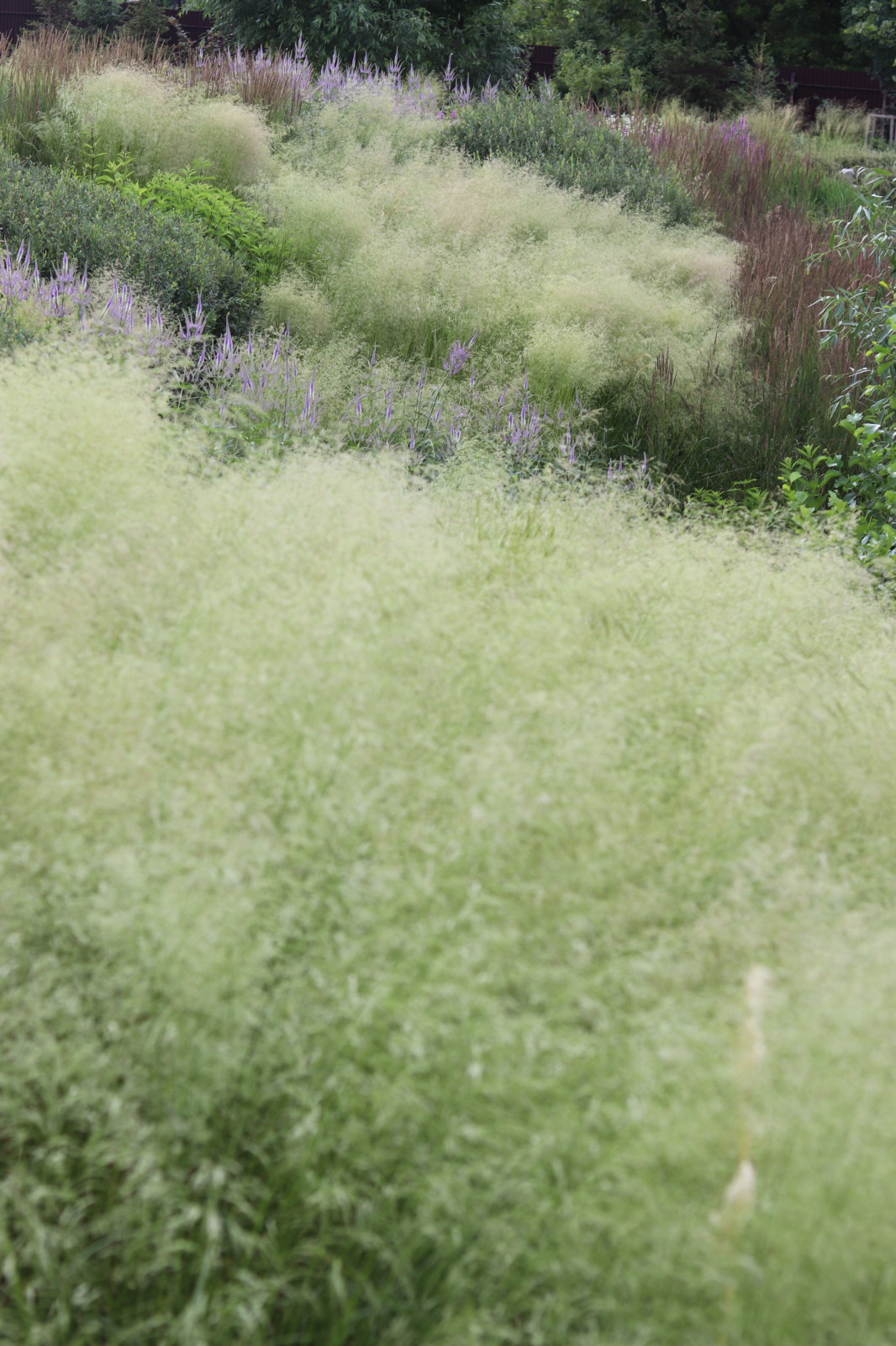 WB Берег пруда (май,июнь)