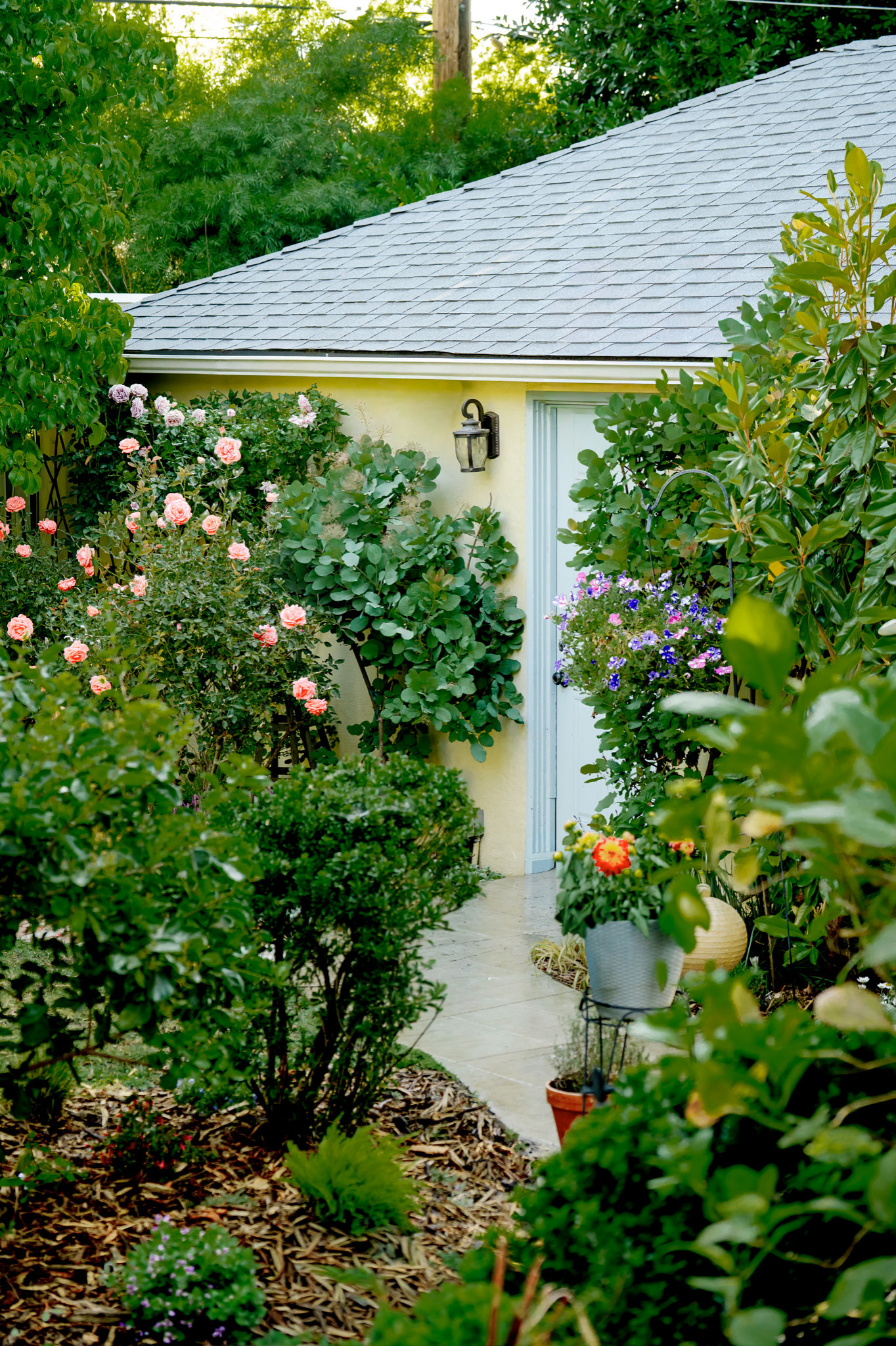 Garden Planting with Roses, Petunias, and Seasonal Shrubs