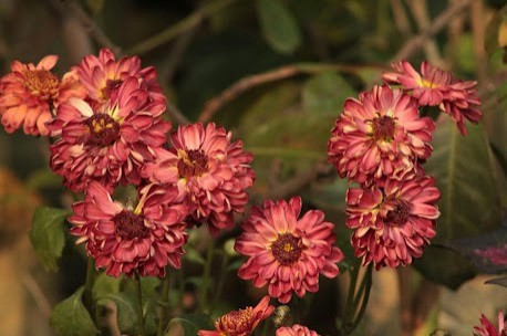 Transform Your Outdoor Space into a Blooming Paradise with A & E Construction Design Build