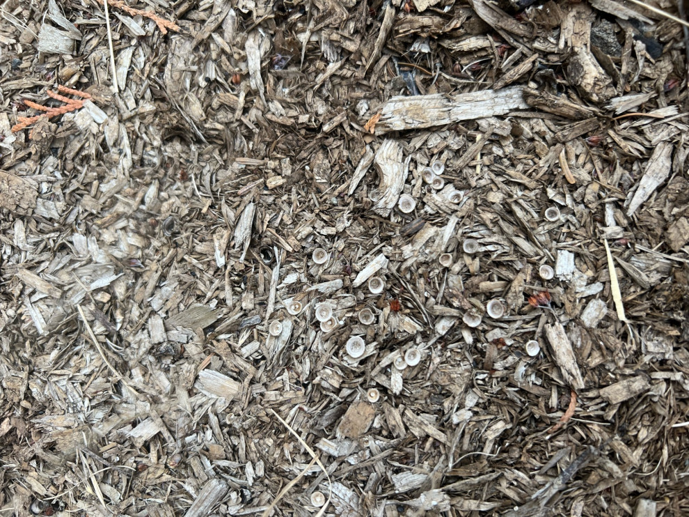 is this artillery fungus?