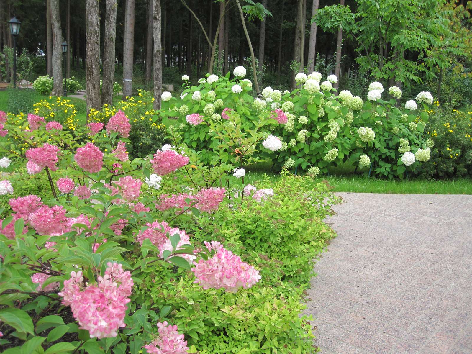 Сад в Жуковке